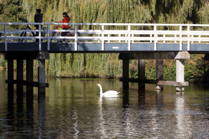 Two people standing on a bridge above water with a swan