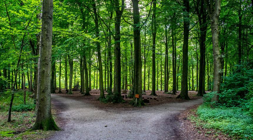 A forest of trees in Haagse Bos