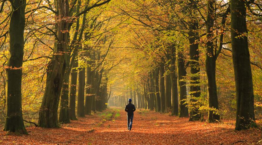 Autumn in the forest