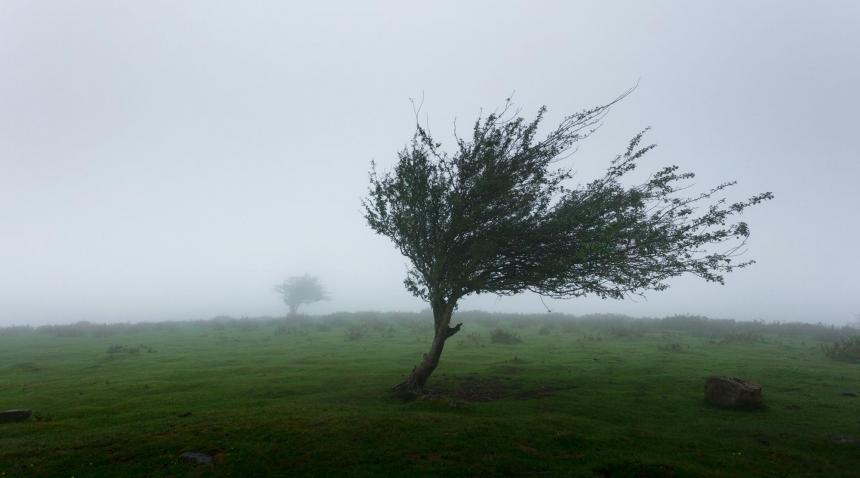 a tree in high winds