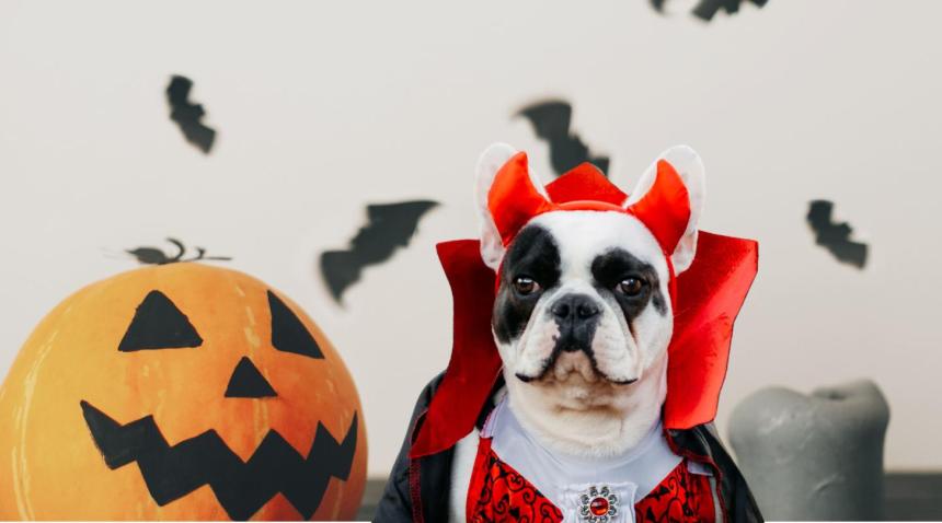 dog pumpkin