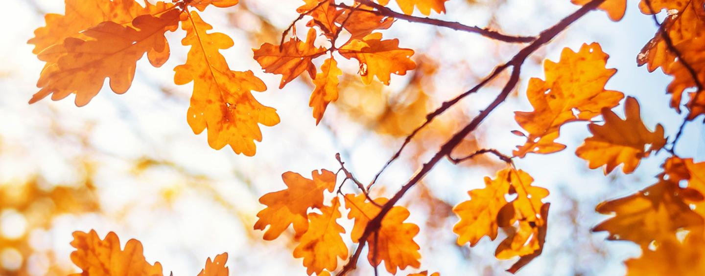 Autumn