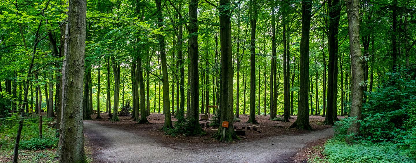 A forest of trees in Haagse Bos