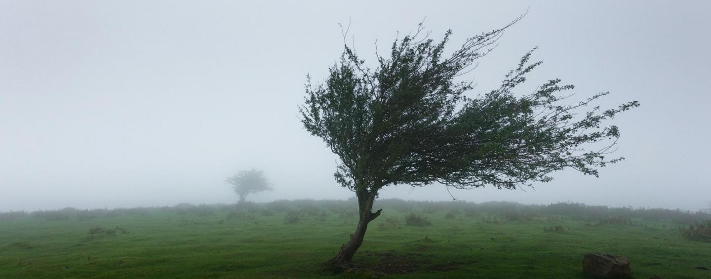 a tree in high winds